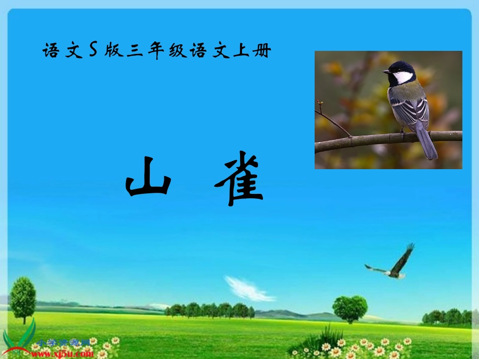三年级语文上册-山雀-3课件-语文S版_第1页
