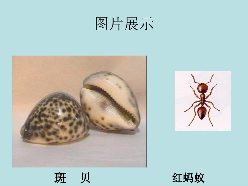 生物入侵者课件 (2)_第3页