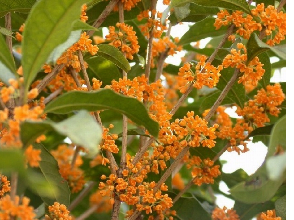 听听秋天的声音_第3页