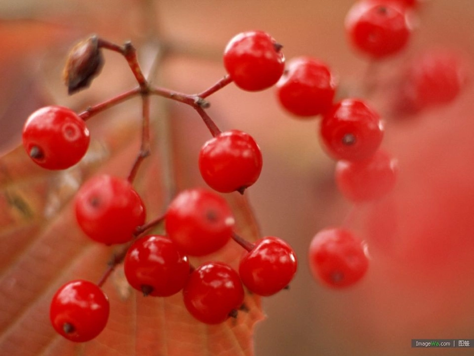 七年级语文下册 《秋天》课件 鄂教版_第2页