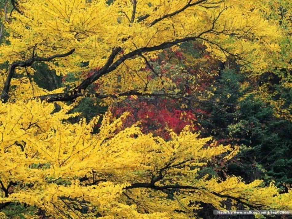 七年级语文下册 《秋天》课件 鄂教版_第3页