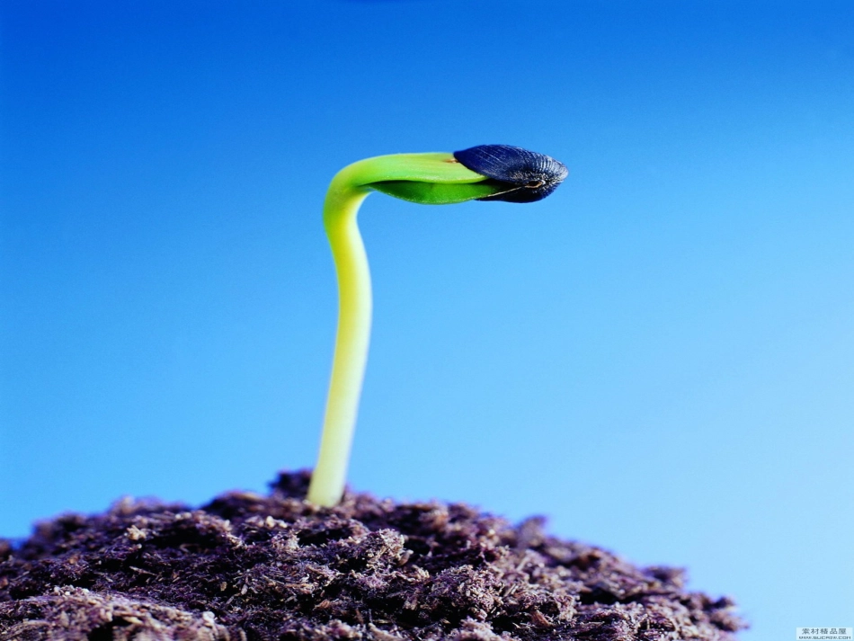 三年级语文下册春的颂歌课件鄂教版_第3页