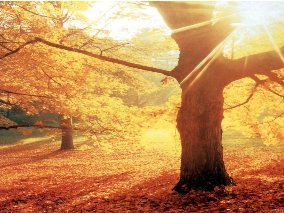 秋天的雨定稿_第1页