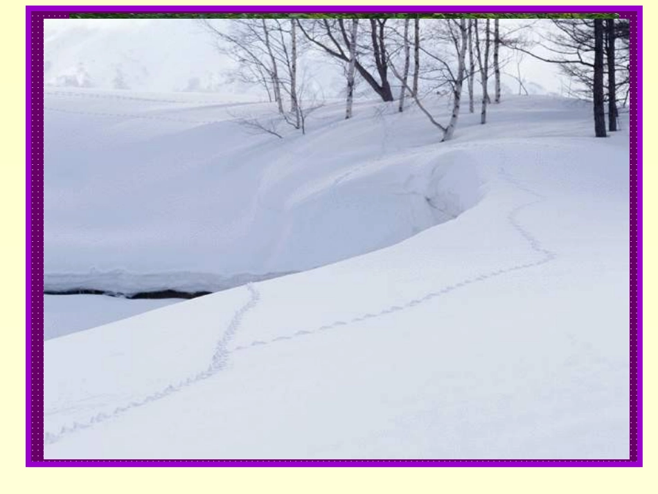 美丽的小兴安岭 (3)_第2页