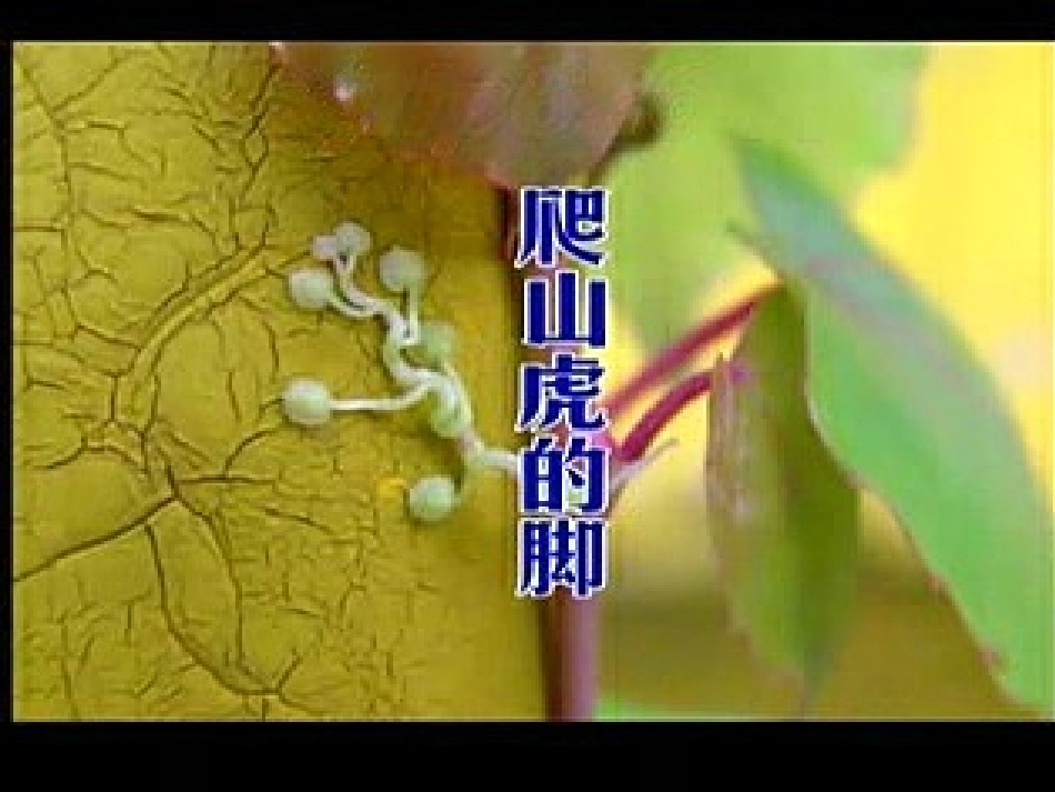 课上用幻灯片_第1页