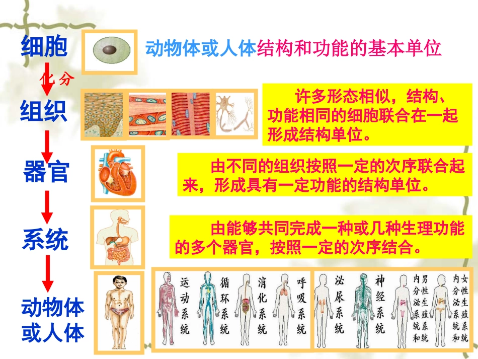 七年级植物体的结构层次_第3页