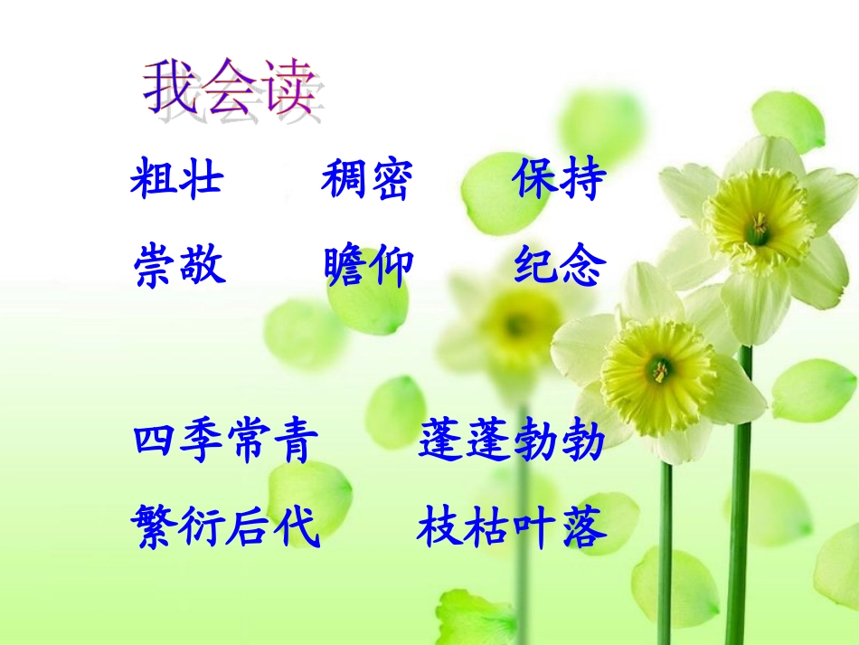宋庆龄故居的樟树_第2页