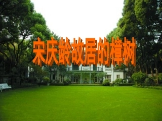 宋庆龄故居的樟树