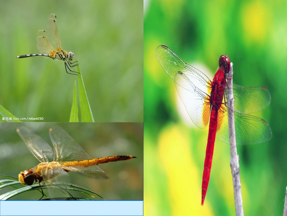 三年级下册《放飞蜻蜓》PPT课件1_第2页