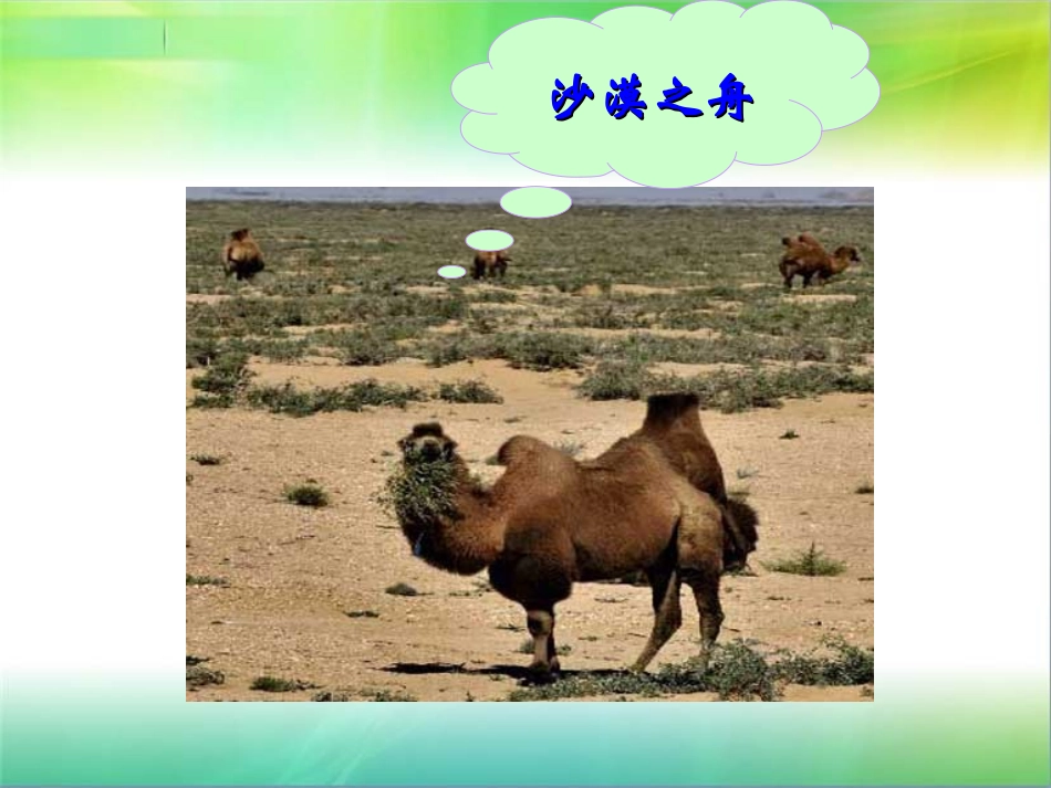 三年级上册语文——16找骆驼_第2页