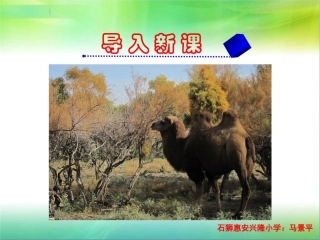 三年级上册语文——16找骆驼