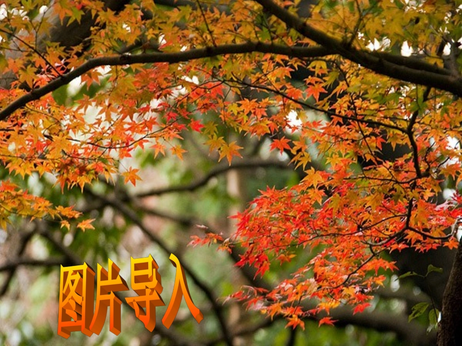 一张美丽的红枫叶 (3)_第3页