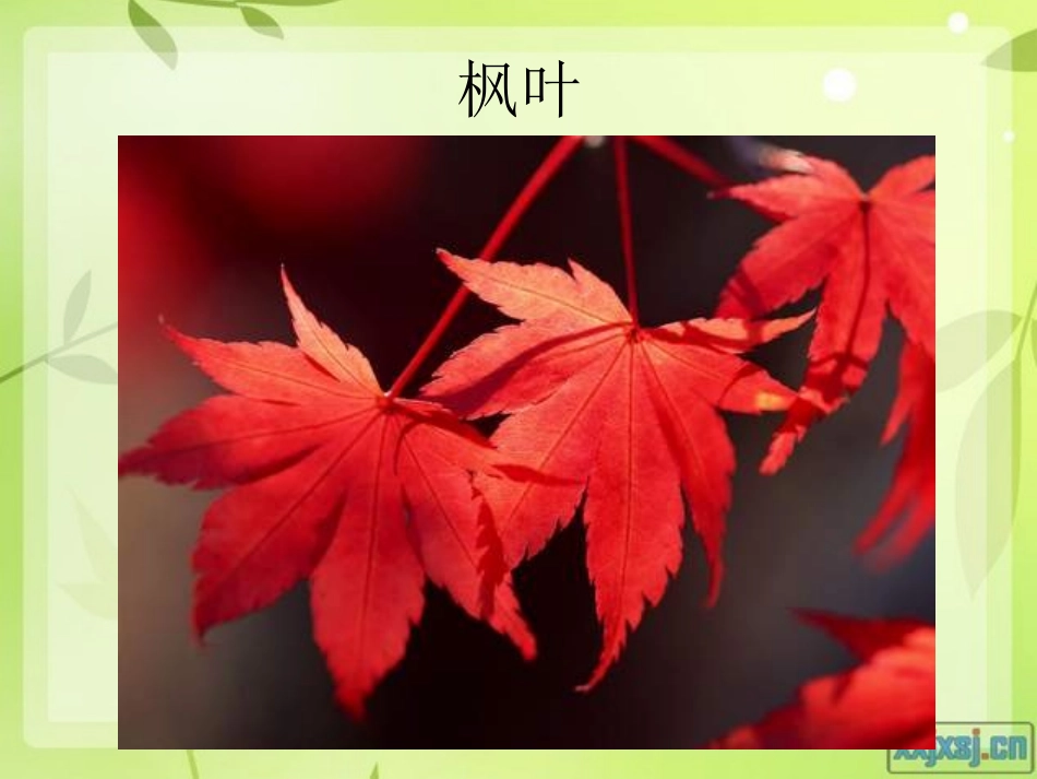 秋天的树叶课件_第3页