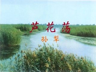 芦花荡（全）