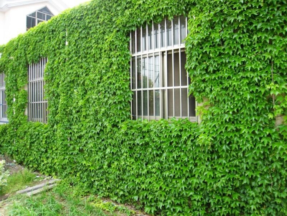 爬山虎的脚c_第3页