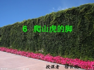 爬山虎的脚c