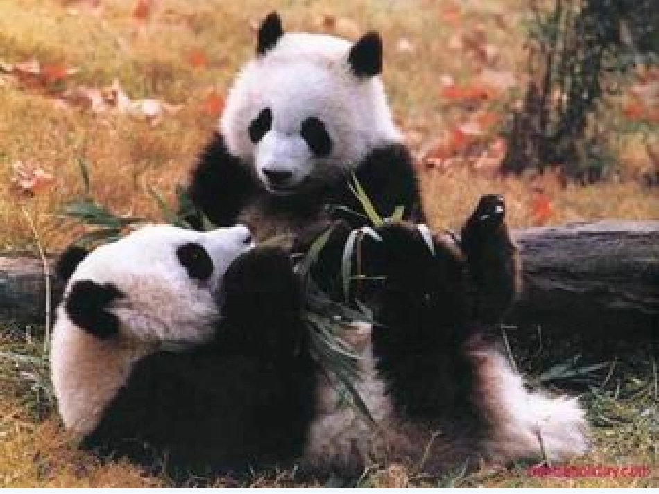 七年级语文下册《国宝大熊猫》优秀实用课件 苏教版_第3页