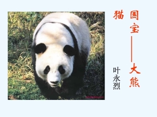 七年级语文下册《国宝大熊猫》优秀实用课件 苏教版