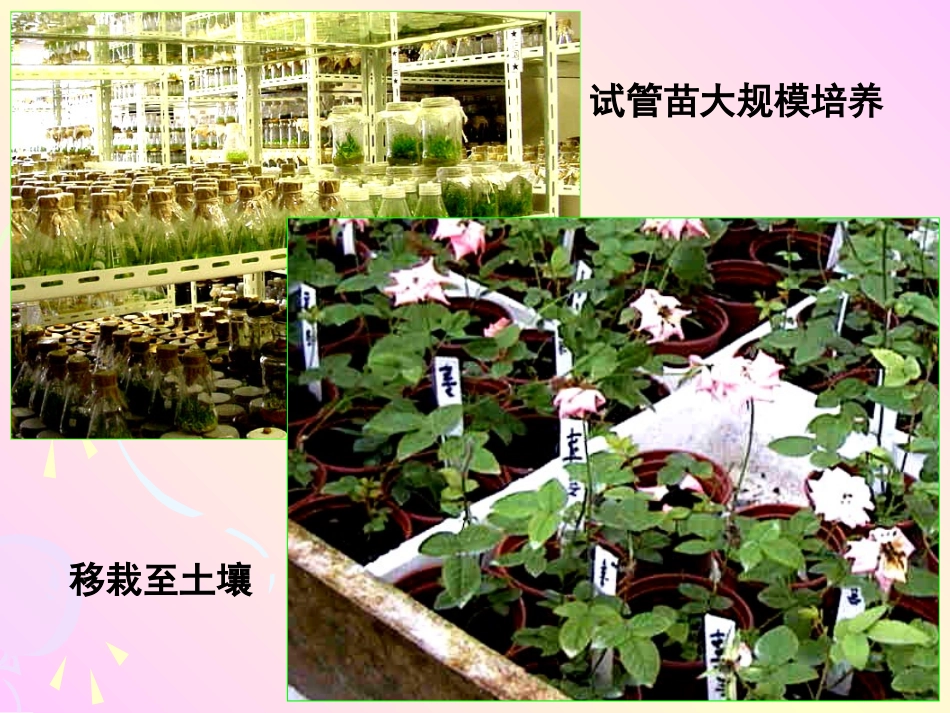 影响光合作用的因素的应用_第1页