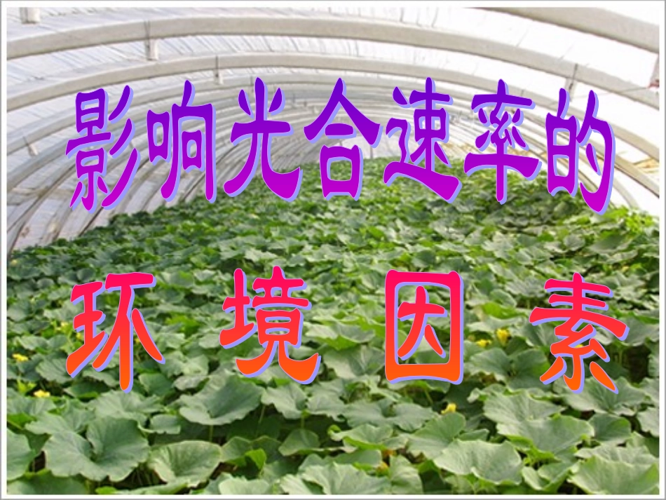 影响光合作用的因素的应用_第3页