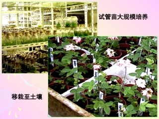 影响光合作用的因素的应用