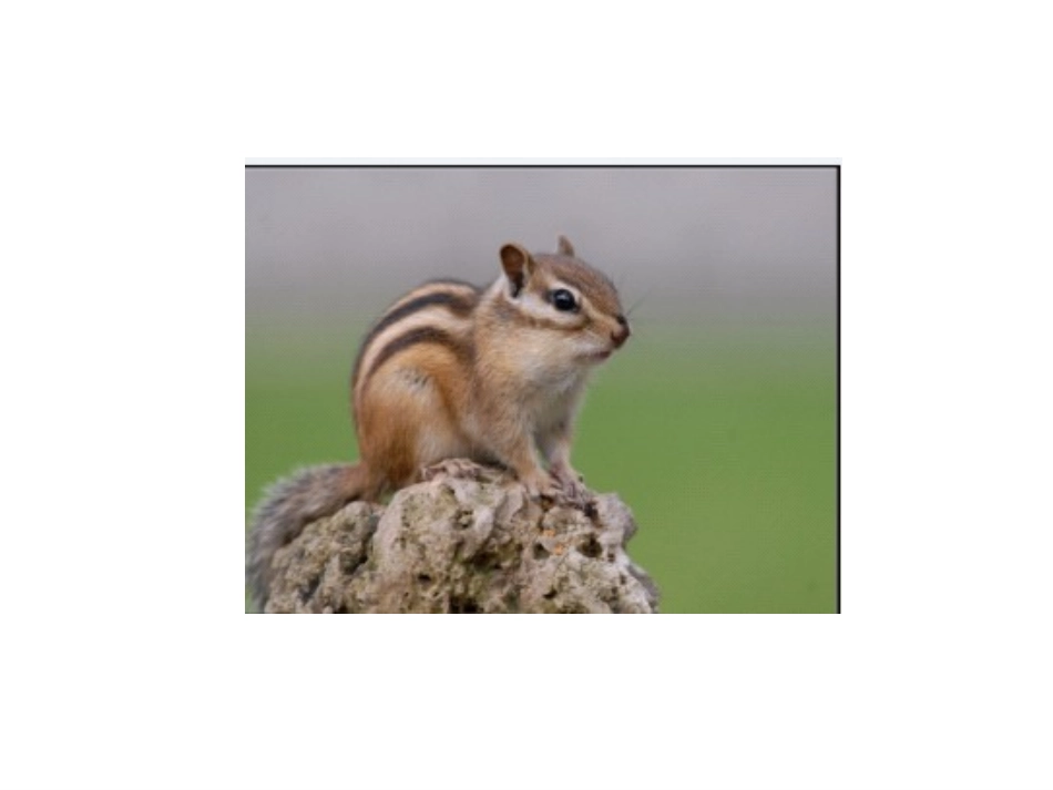 一年级上册语文——16小松鼠找花生_第2页