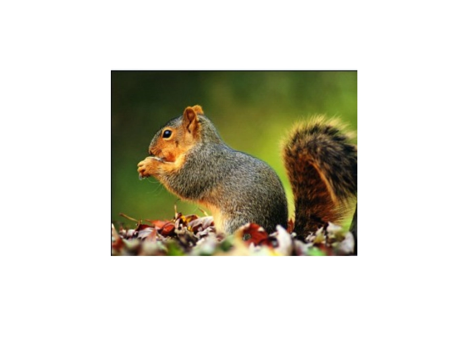 一年级上册语文——16小松鼠找花生_第3页