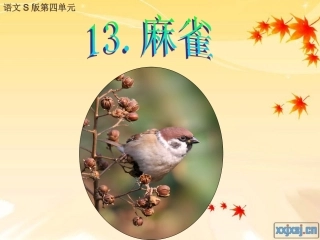麻雀课件(1)