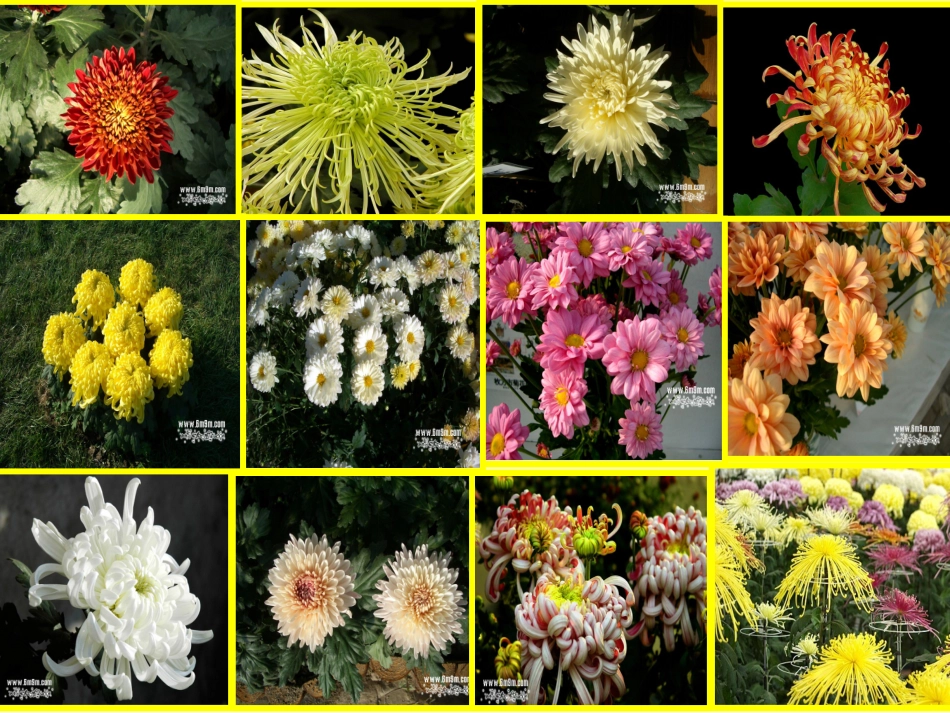 看菊花（林瑶）修改_第1页