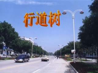 七年级语文上册 《行道树》教学课件 人教新课标版