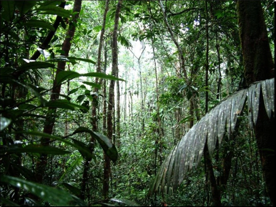 语文：518《雨林的毁灭——世界性灾难》课件（1）（语文版八年级上册）_第2页