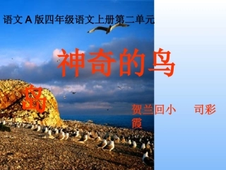 神奇的鸟岛正式