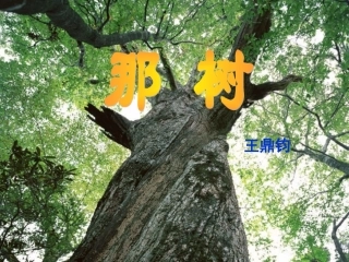 那树__优质课件