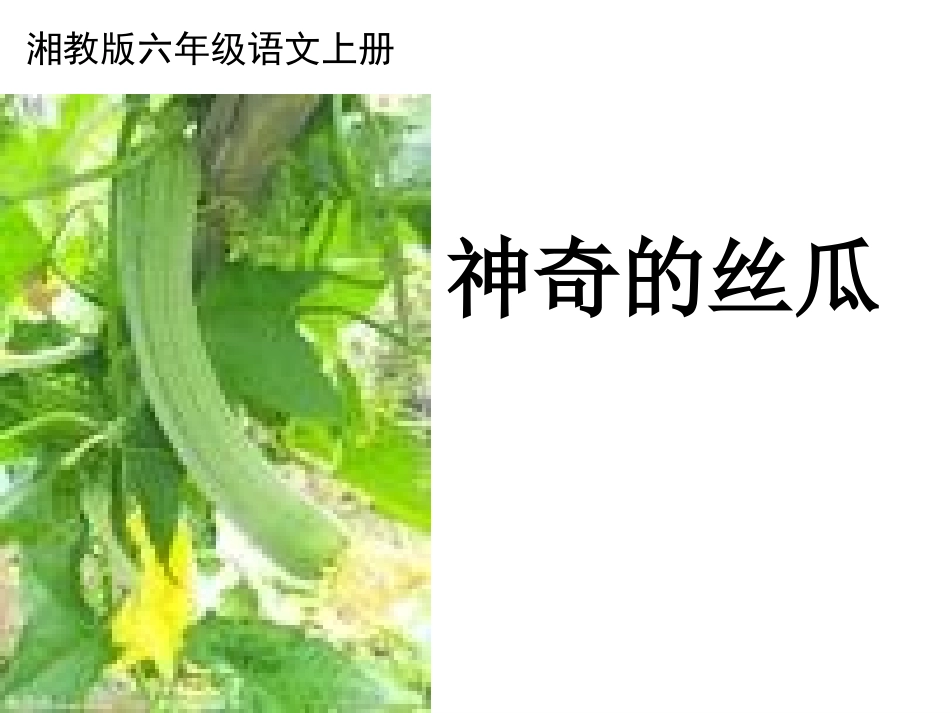 神奇的丝瓜2_第1页