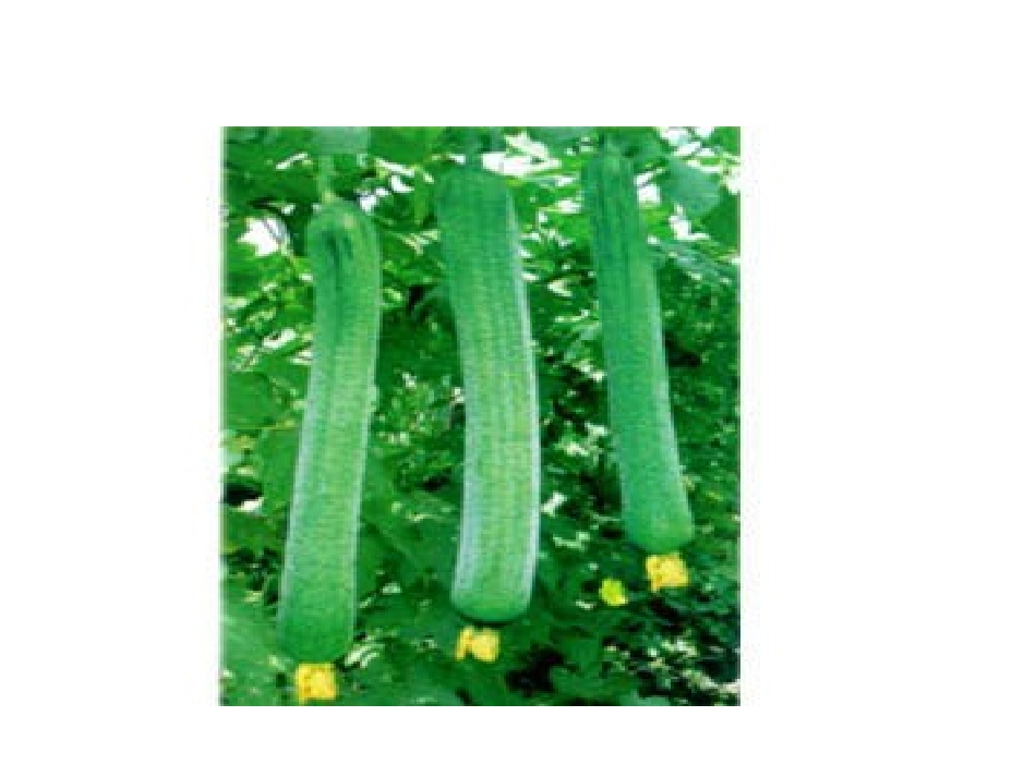 神奇的丝瓜2_第3页