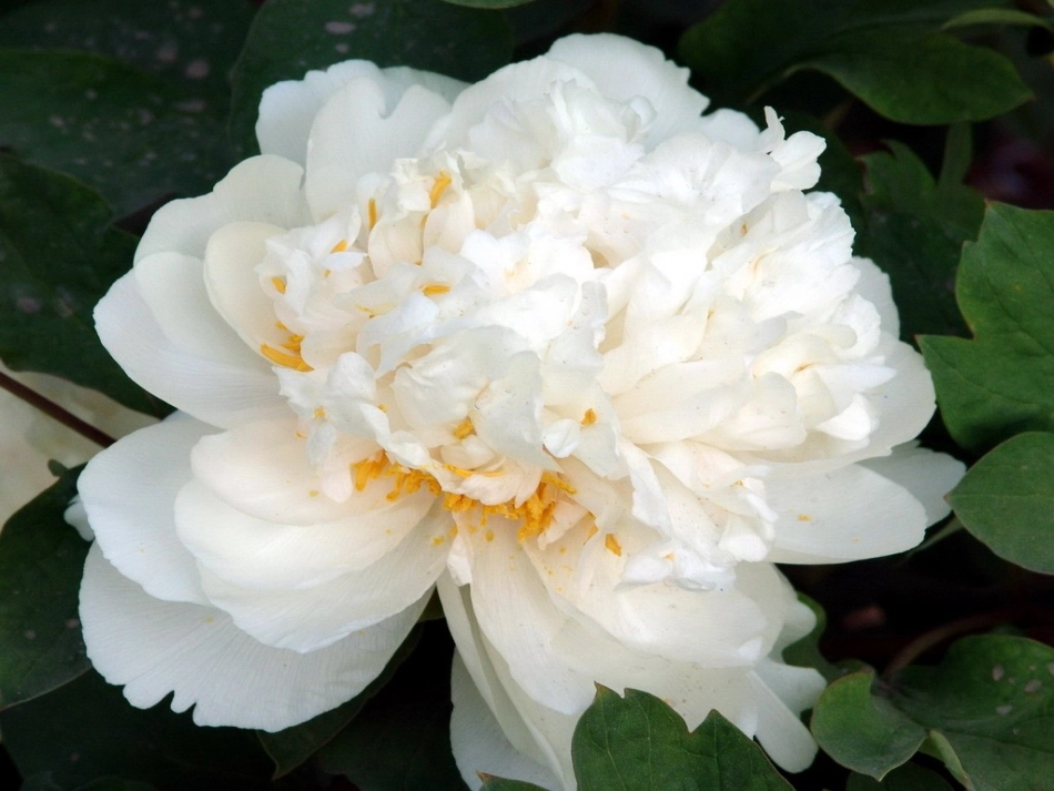 课件_《编花篮》_音乐_胡昌燕_第2页