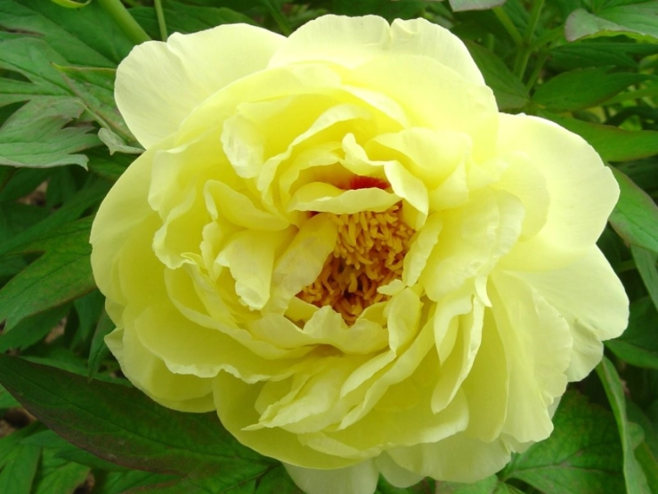 课件_《编花篮》_音乐_胡昌燕_第3页