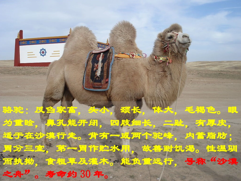人教版五年级下册《冬阳童年骆驼队》课件(杨永梅)_第2页