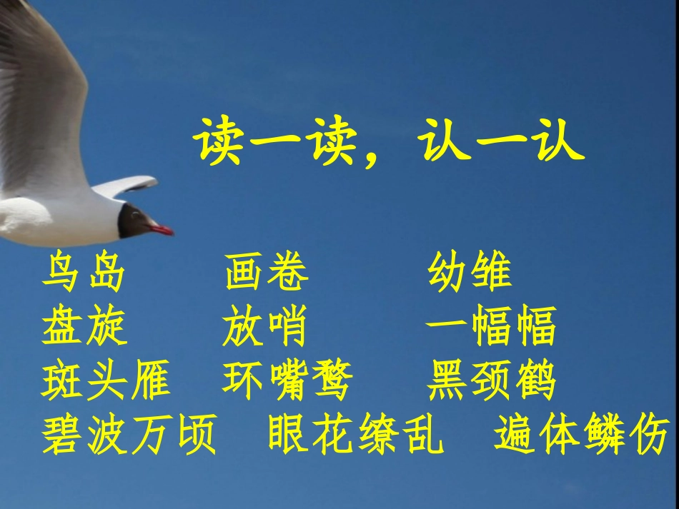 神奇的鸟岛(1)_第3页