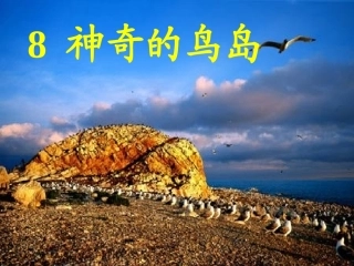 神奇的鸟岛(1)