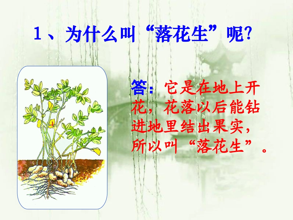 落花生(1)_第3页