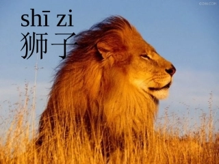 两只小狮子第二课时