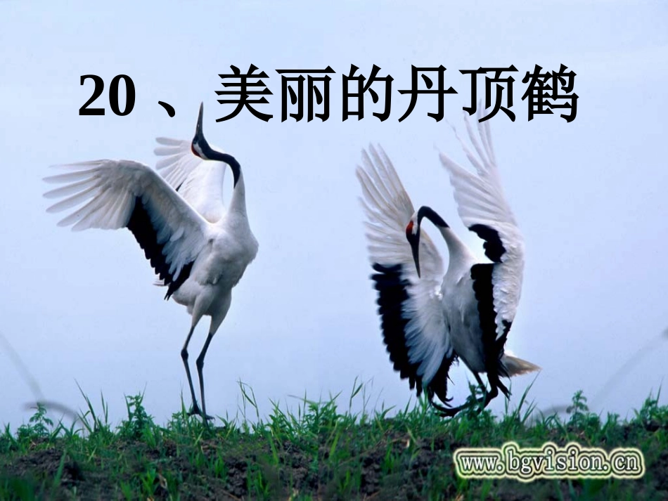 美丽的丹顶鹤2_第3页