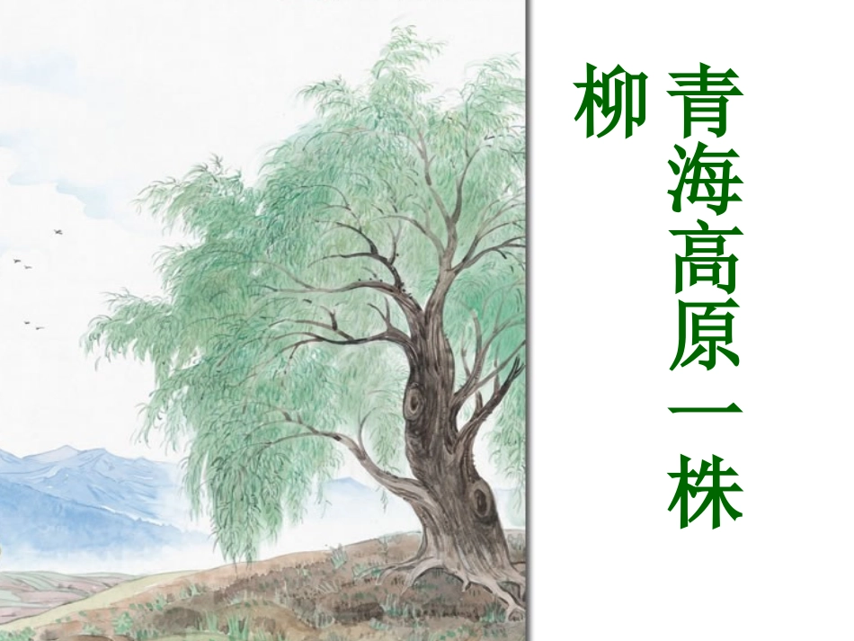 青海高原一株柳_第1页
