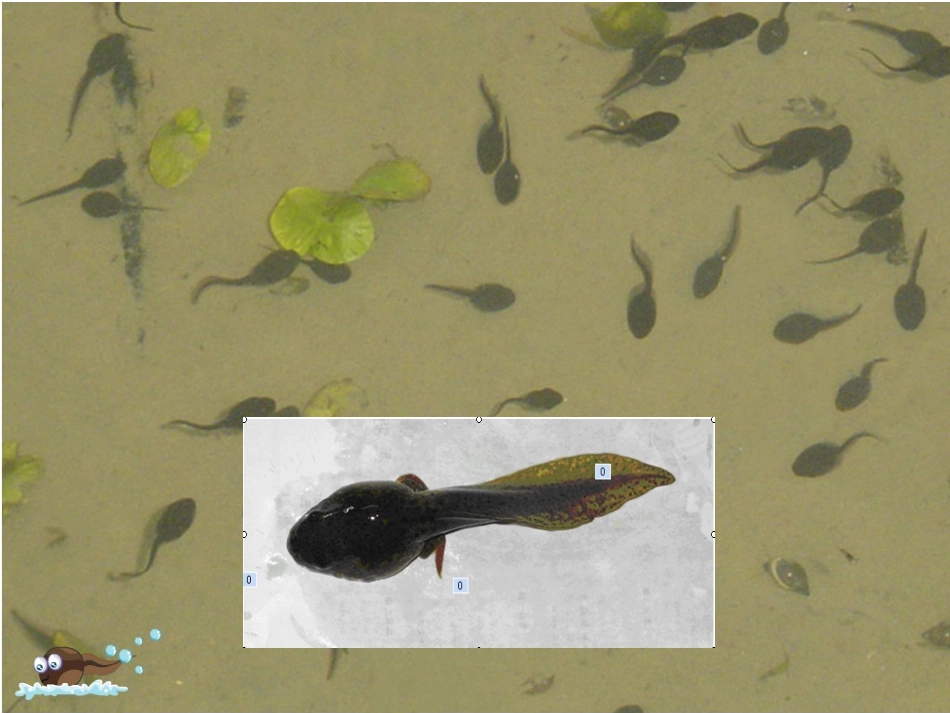 小蝌蚪PPT_第3页