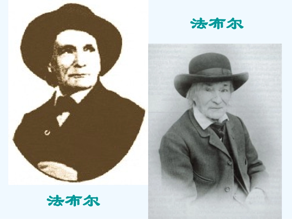 七年级语文下册《松树金龟子》课件 苏教版_第3页