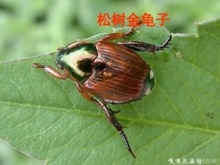 七年级语文下册《松树金龟子》课件 苏教版