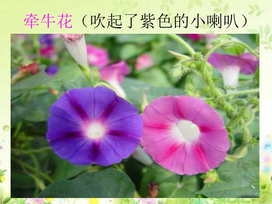 人教版小学语文三年级上册《花钟》PPT课件_第3页
