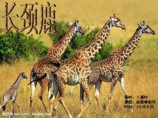 长颈鹿的美术教学PPT