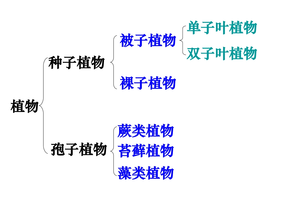 生物圈中的绿色植物_第2页
